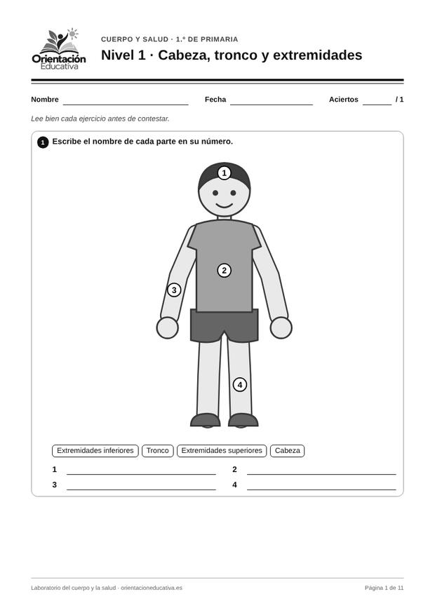 Ficha de el cuerpo humano para 1.º de Primaria: Cabeza, tronco y extremidades