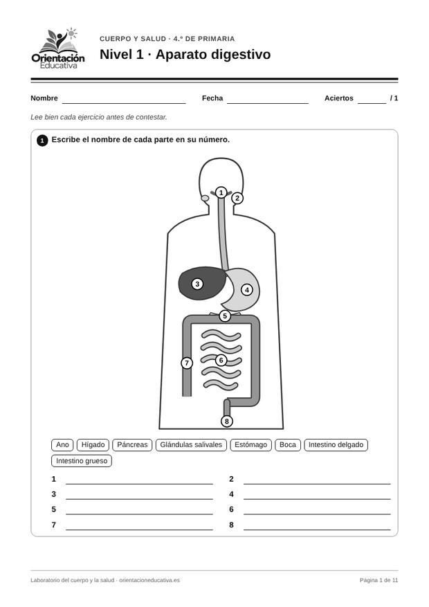 Ficha de el cuerpo humano para 4.º de Primaria: Aparato digestivo