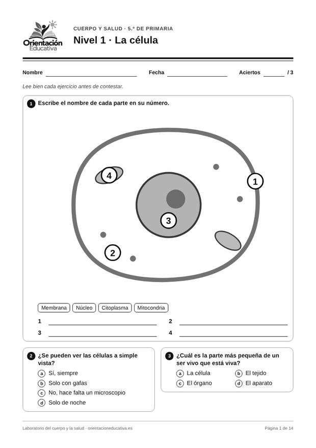 Ficha de el cuerpo humano para 5.º de Primaria: La célula